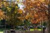 Leaves changing along Tech Walkway.