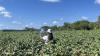 A researcher works in a cotton field in Jenkins County, Georgia, as part of a project on AI and pesticide use. Dorothy Seybold