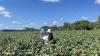 A researcher works in a cotton field in Jenkins County, Georgia, as part of a project on AI and pesticide use. Dorothy Seybold