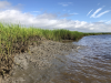 Degraded marsh on Cumberland Island, Georgia.