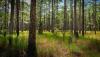 Tall pine trees in a sunlit forest with dense green grasses and undergrowth covering the forest floor.