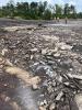 July 2023: A long line of scattered rocks indicate a fresh fault in the outcrop within the Davidson-Arabia Mountain Nature Preserve. (Photo: Arabia Mountain National Heritage Area)
