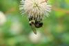 Bee on flower