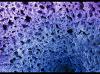 color microscopic image showing a highly porous material with interconnected openings and a textured blue-to-purple surface.