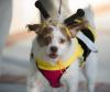 Wreck Parade Dog