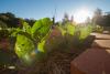 Community Garden