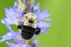 Carpenter bee near the Engineered Biosystems Building. Photo by Yumiko Sakurai