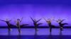 Five female dancers, bare feet, are dressed in black leotards with black pants. They balance on one knee on the ground, while the other leg and arms are outstretched. A vivid purple background is behind them.