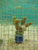 Coral caged with snails to measure feeding impact