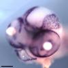 Cichlid Embryo