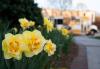 Yellow daffodils in bloom on campus. 