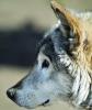 Researchers are studying animal behaviors to build smarter robots for use in the military