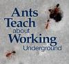 Ants - Rotator