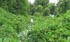 Kudzu