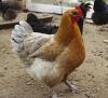 Chicken Keeping