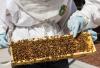Clough Bee Keepers
