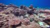 Algae-coated dead coral on the first dive of the Spring 2016 expedition to Christmas Island's south reef. In this view, only one small coral is still alive: a half-bleached, half-dead Porites colony in the lower left. Credit:  Kim Cobb.