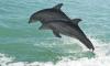 dolphins