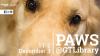 Closeup photo of a dog with text that reads PAWS @ GT Library