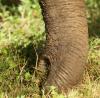 Closeup of elephant trunk