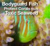 Bodyguard fish rotator