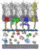 Modeling Bacteria
