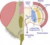Principles of Sensorimotor Control at Insect Scales