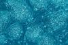 Cells