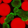 Islets (stained green with viability stain) mixed with microgels presenting FasL (red).