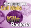 Killing Bacteria - Rotator