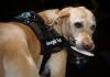 Technology Is Giving Dogs Their Day