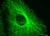 microtubulin-image