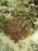 Tagged crown-of-thorns sea star