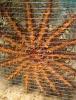 Caged crown-of-thorns sea star