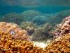 Fishes and coral in marine protected area