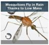 Feature Image: Mosquitoes Fly in Rain Thanks to Low Mass