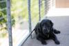 pet therapy 