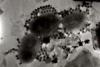 Virus to microbial cell ratio