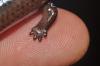 Closeup of a Brachymeles kadwa leg on a person’s finger. 