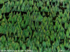 Reza_Pine Forest-Color test-V02