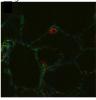 Molecular probes fibronectin strain lung tissue