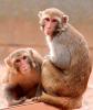 Resus monkeys