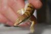 Sandfish lizard