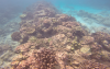 Coral reefs at Christmas Island