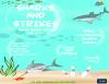 Sharks and Strikes at Tech Rec on 7/24.
