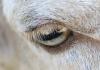 Sheep eyelashes