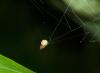 Slingshot spider and its web