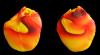 Simulated fibrillation in an animal heart