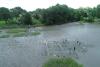 An aerial view of the Maryville marsh depicting low water levels and an expansive area of exposed mud flats. Volunteers walk on plywood paths and plant grass in a grid pattern.