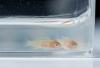 Juvenile Lake Malawi cichlids